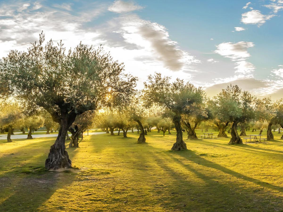 Olivenbäume Sardinien