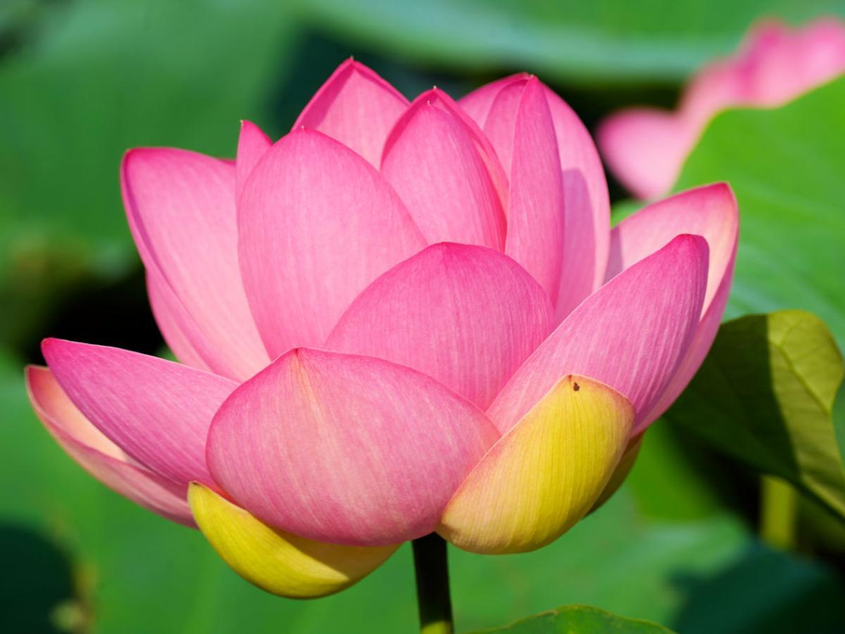Lotusblütensumpf Mincio